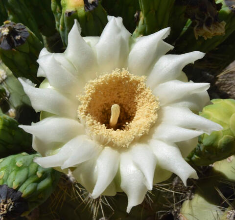 saguaro cactus flower